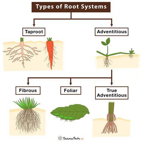 Diagram of different types of roots