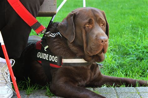 Types of Service Dogs Provided