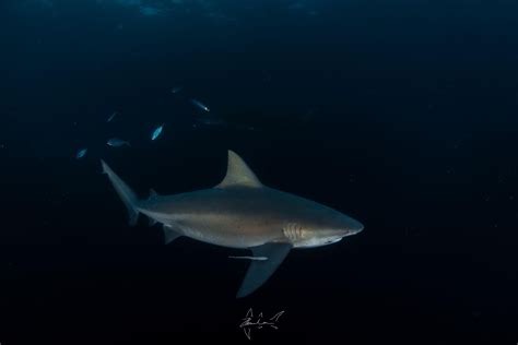 Types of Sharks in Jupiter