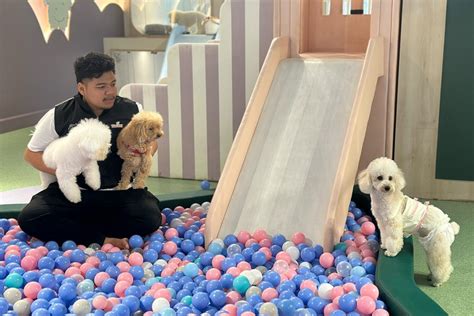 Types of Small Dog Boarding Options Available