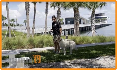 Types of St Petersburg Dog Training Programs Available