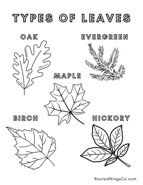 Types of The Coloring Page Available Today