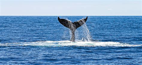 Types of Whales Trincomalee