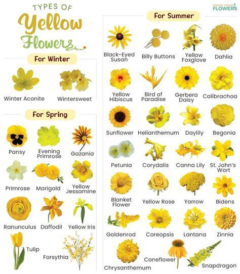 Types of Yellow Flowers