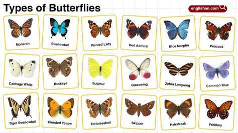 Types of butterflies