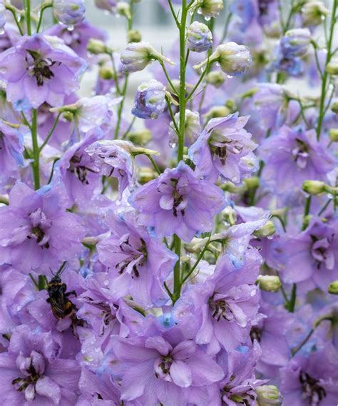 Types of delphiniums