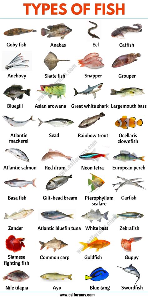 Types of fish