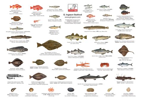 Types of fish Iceland