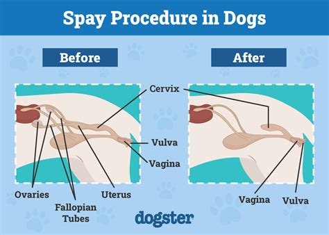 Typical Cost Ranges for Getting Your Dog Spayed