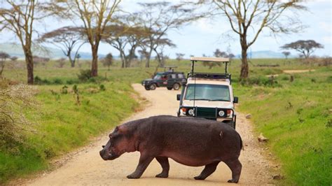 Typical Day Safari