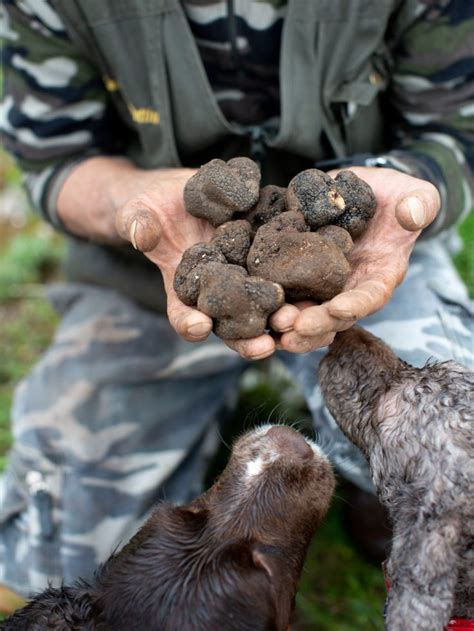 Typical Truffle Hunting Experience