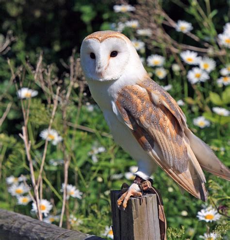 Tyto alba