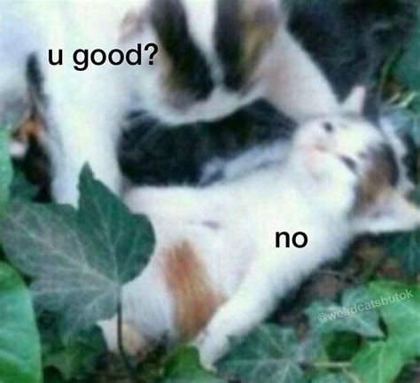 U Good No Cat Meme