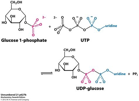 UDP-glucose