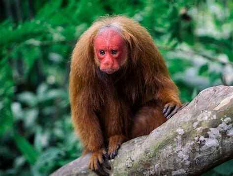 Uakari Monkey