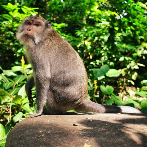 Ubud Monkey Forest Guide