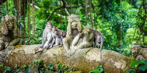 Ubud Monkey Forest Tickets