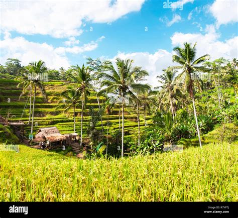 Ubud Natural Environment