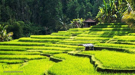 Ubud Rice Terraces Bali