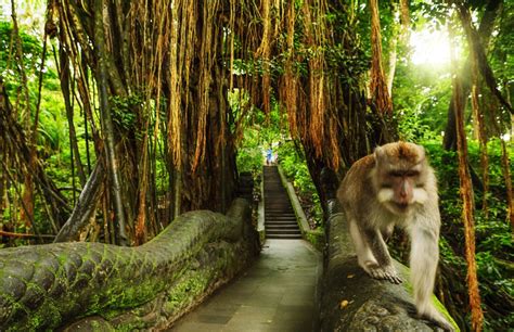 Ubud Sacred Monkey Forest