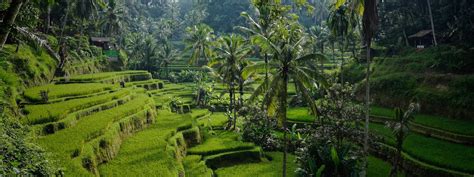 Ubud Tourism