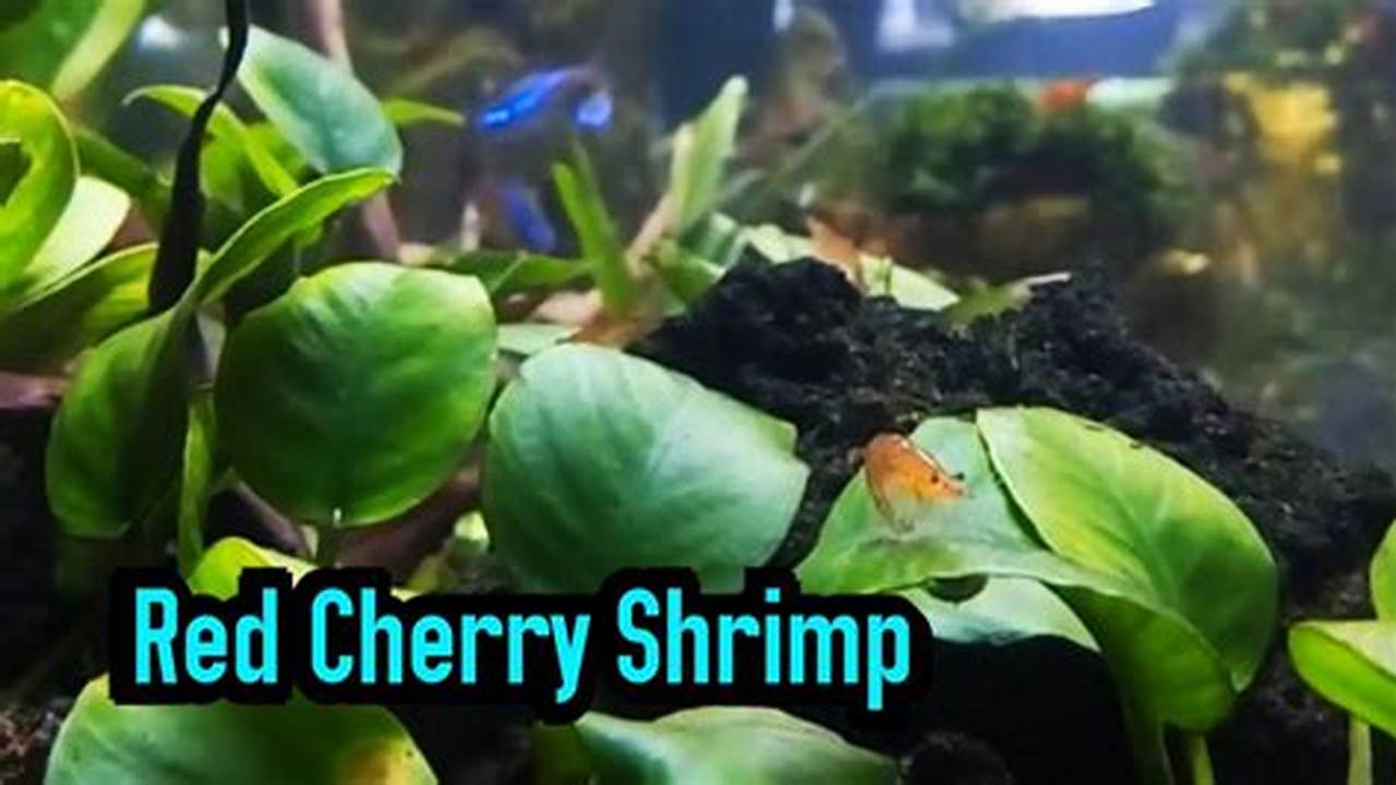 Rahasia Aquascape Menawan dengan Udang Hias Red Cherry Shrimp