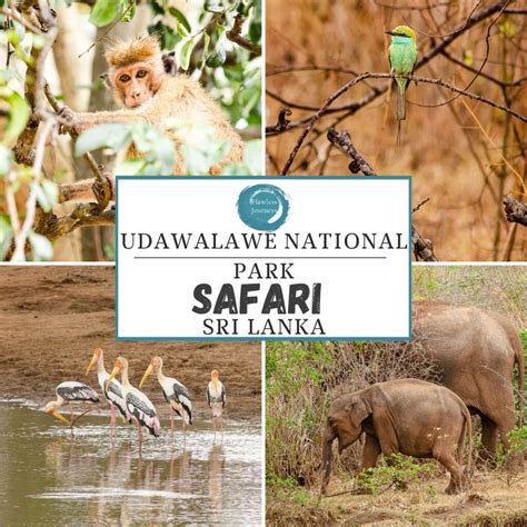 Udawalawa Safari Tips