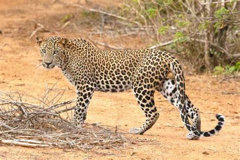 Udawalawe leopard