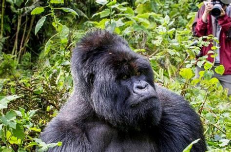 Uganda Safari Expectations