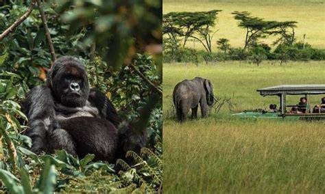Uganda Safari Overview
