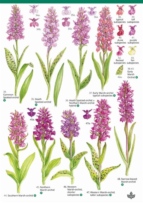 Uk Orchids Identification