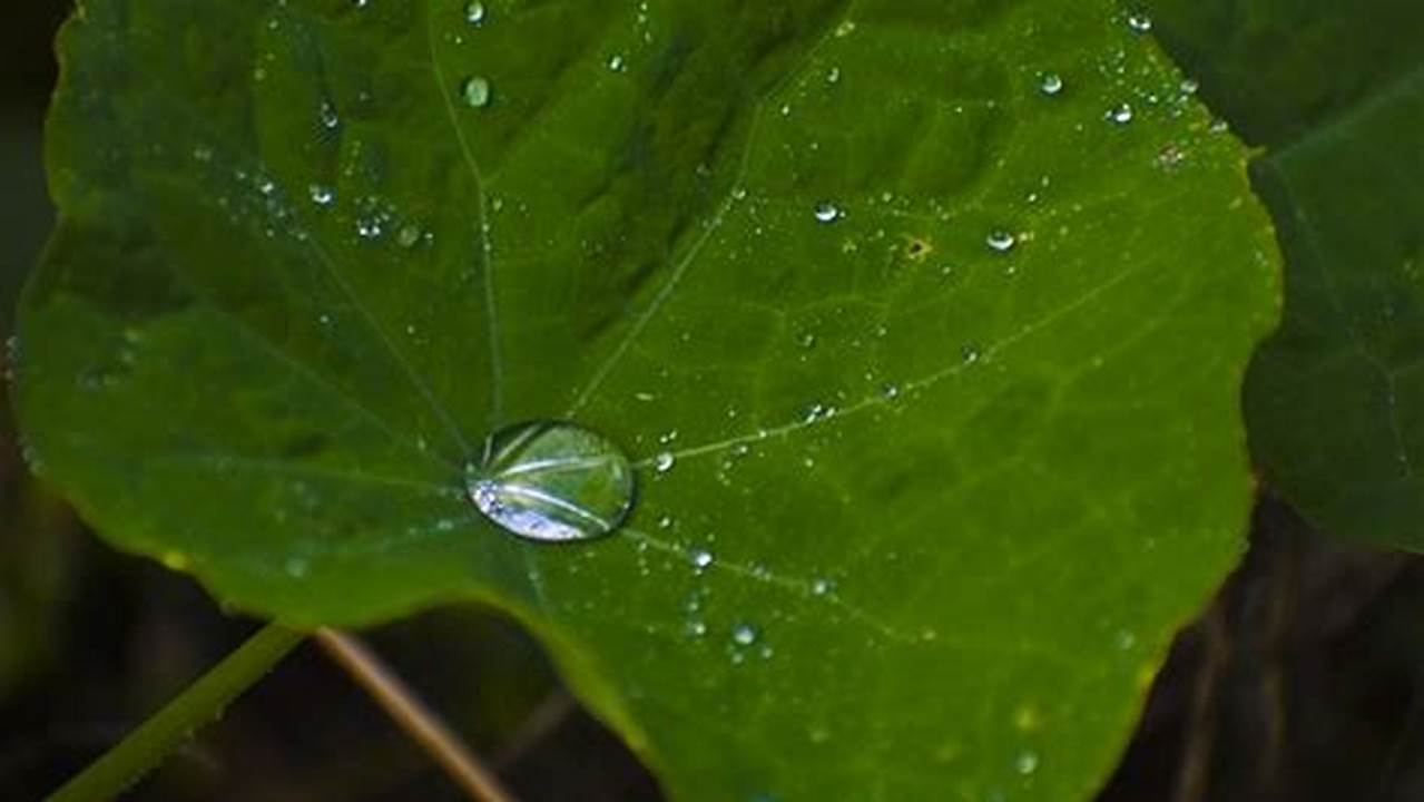 Ukuran Droplet, Tanaman