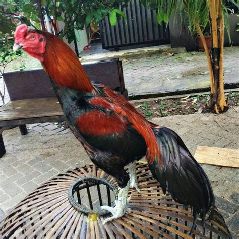 Ukuran Ayam Bangkok
