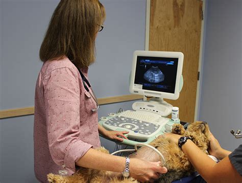 Ultrasound Veterinary Near Me