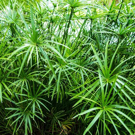 Umbrella Palm Tree 50 seeds Cyperus Alternifolius tropical Etsy