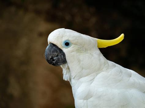 Grande Pappagallo Bianco Kakaktua Tanimbar O Uccello Di Goffiniana Del