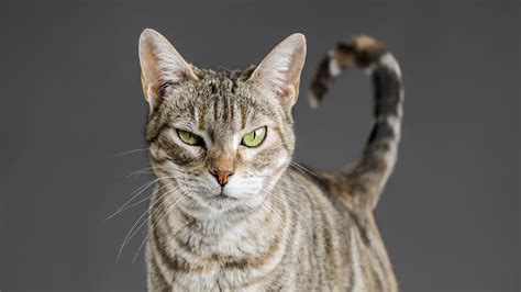 American Shorthair Storia e caratteristiche tutte le razze di gatti