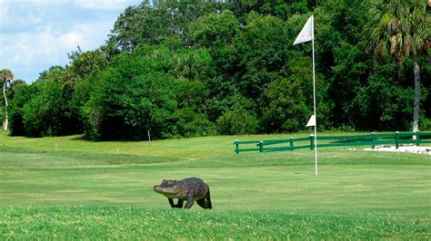Unbelievable: Alligators Swarm Golf Course, Forcing Hole Closure