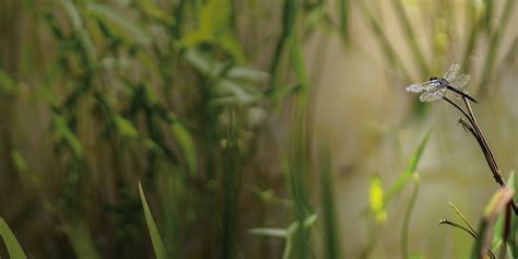 Uncg Spring 2019 Calendar