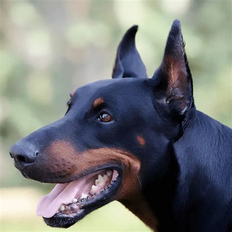 Uncropped Doberman Cropped Ears: Exploring The Controversy