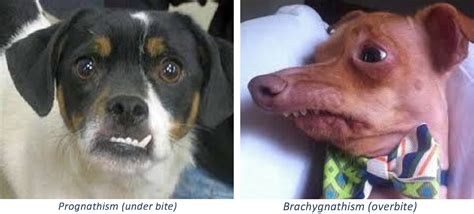 Underbite Dog Meme