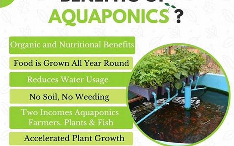 Underground Aquaponics Benefits
