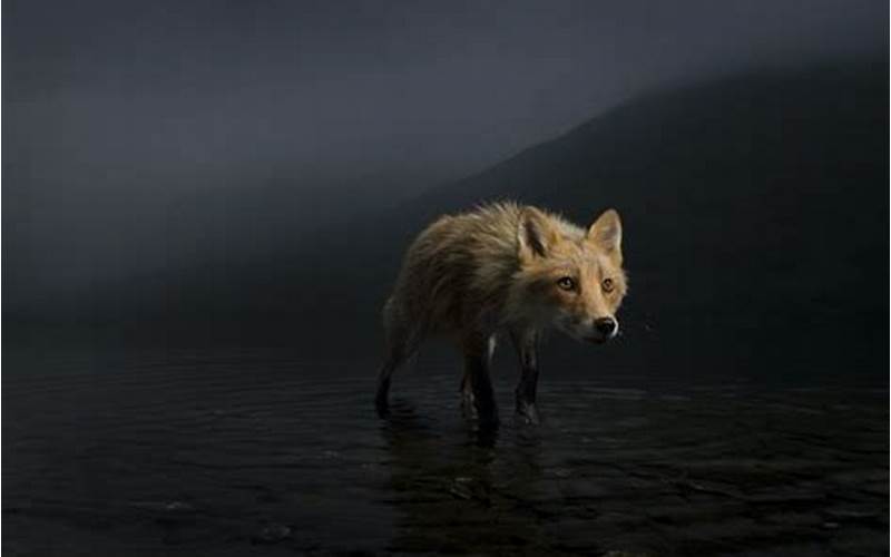 Understanding Category Requirements In Wildlife Photographer Of The Year