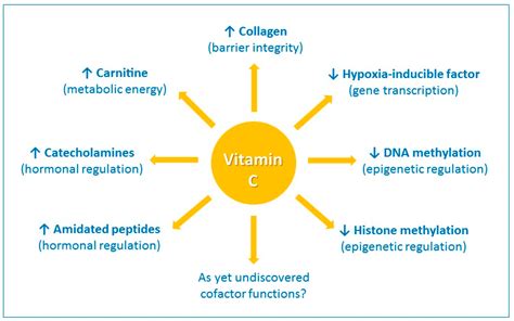 6 Significant Ways Vitamin C Supports a Strong Immune System Organixx