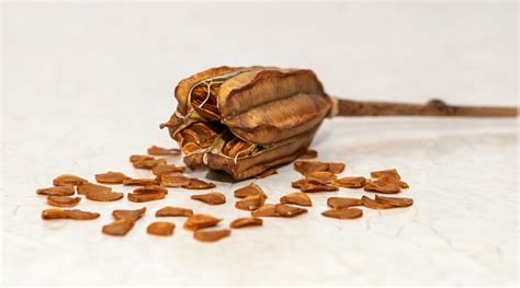 Understanding Asiatic Lily Seeds