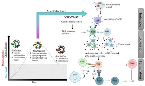 Understanding Autoimmunity: The Core Mechanism