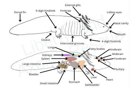 Understanding