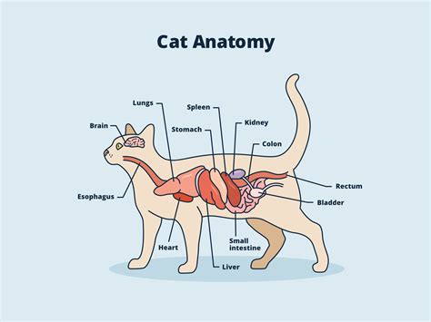 Understanding