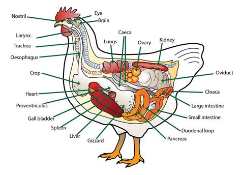 Understanding