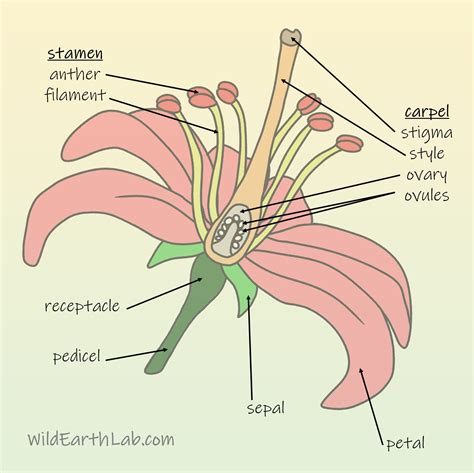 Understanding Basic Flower Anatomy